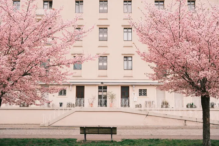 Pink Berlin