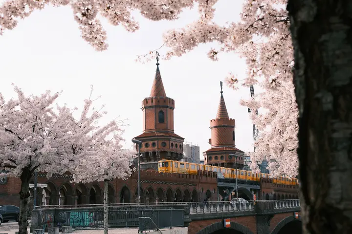 Berlin no sakura